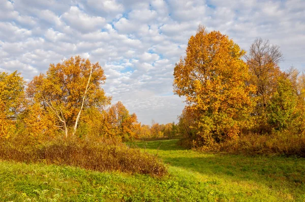 Paisaje. Pradera otoñal, coloridos árboles amarillos, hermoso cielo —  Fotos de Stock