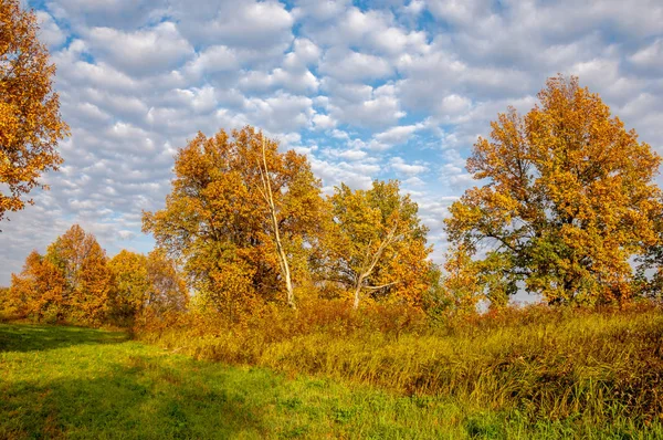 Paisagem. Prado de outono, árvores amarelas coloridas, céu bonito — Fotografia de Stock