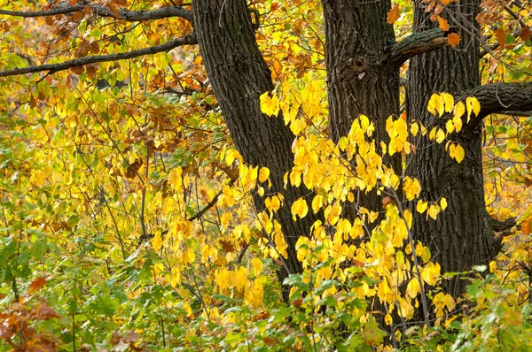 Paysage. Prairie d'automne, arbres jaunes colorés , — Photo