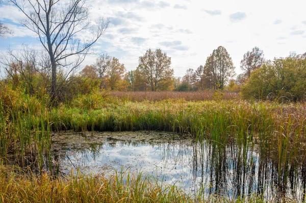 Pantano de otoño. Caña crece en el pantano — Foto de Stock