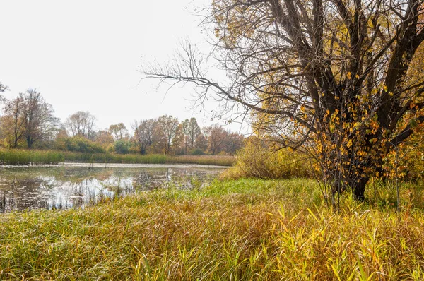 Herbstsumpf. Zuckerrohr wächst im Sumpf — Stockfoto