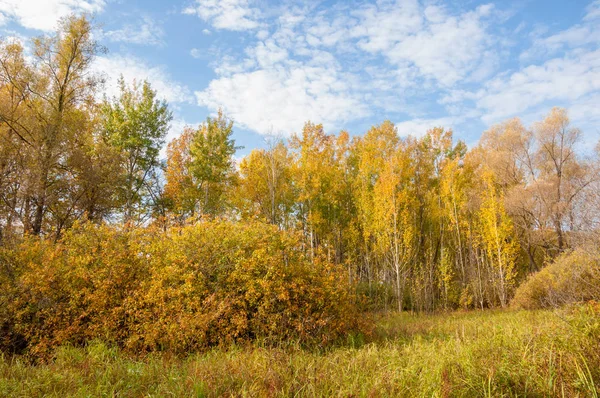 Herfst gemengd bos. geel gekleurde bomen — Stockfoto