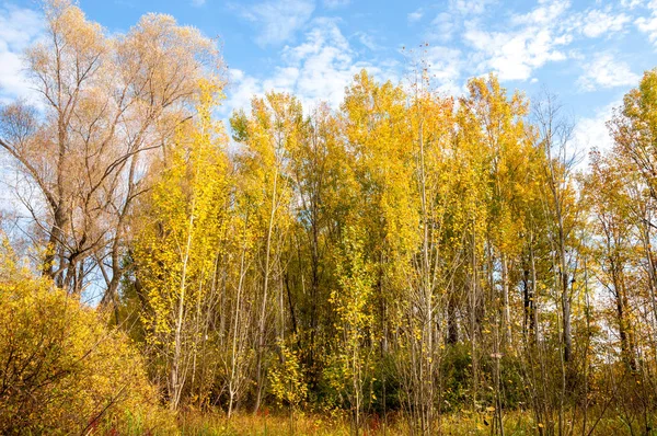 Bosque mixto de otoño. árboles de color amarillo —  Fotos de Stock