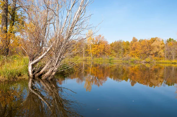 水の木々の湖の反射に秋の穏やかな — ストック写真