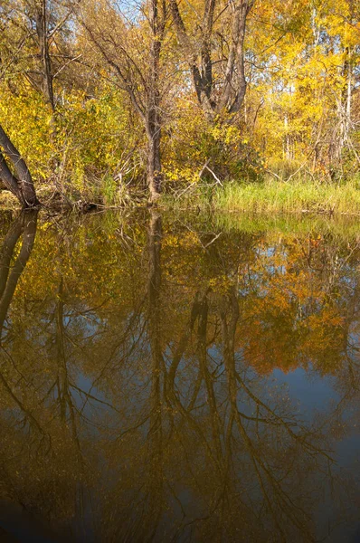 Осеннее спокойствие на озере отражение деревьев в воде — стоковое фото