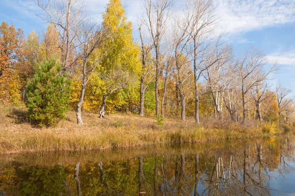 水の木々の湖の反射に秋の穏やかな — ストック写真