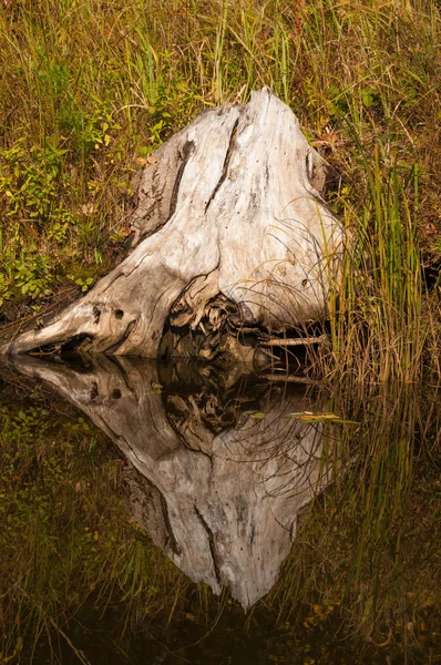 Calme d'automne sur le lac reflet des arbres dans l'eau — Photo