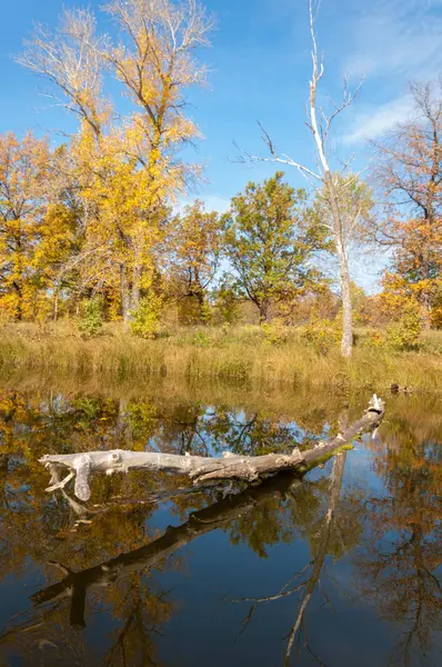Sonbahar, sudaki ağaçların göldeki yansıması üzerine sessizdir. — Stok fotoğraf