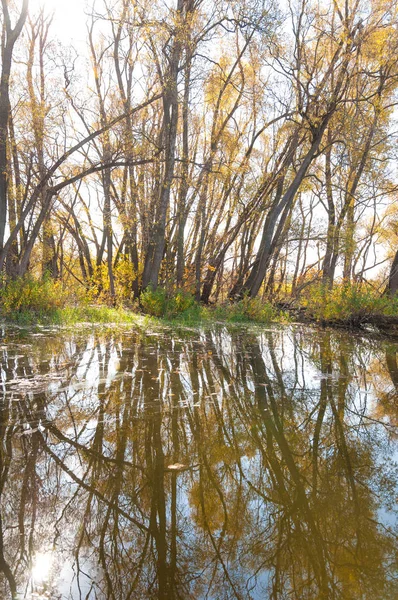 Calma autunnale sul lago riflesso degli alberi in acqua — Foto Stock