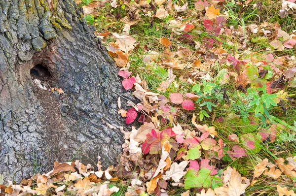 Caída de hojas de roble brillante culo hueco —  Fotos de Stock