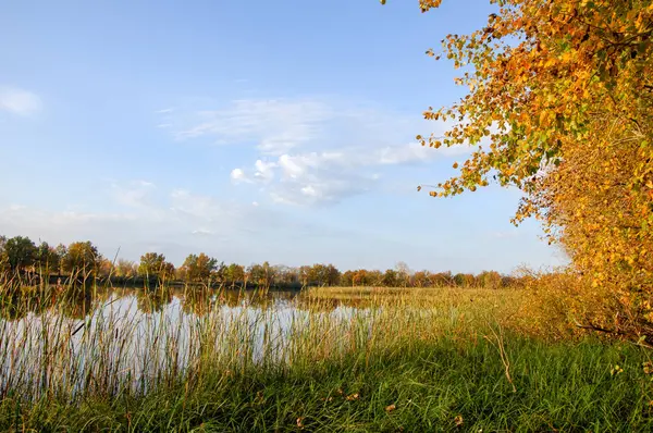 Осенние деревья озера, зеленая трава — стоковое фото