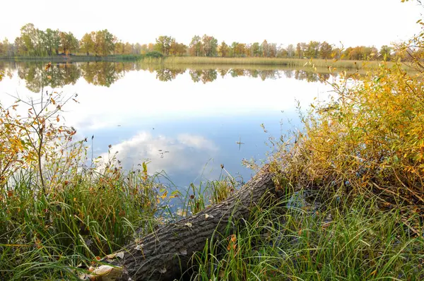 Осенние деревья озера, зеленая трава — стоковое фото