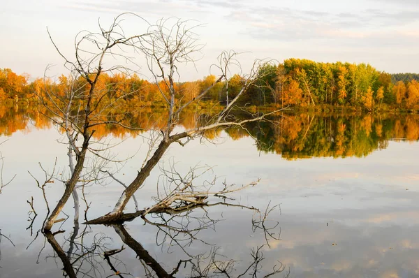 Outono árvores de cana lago, grama verde — Fotografia de Stock