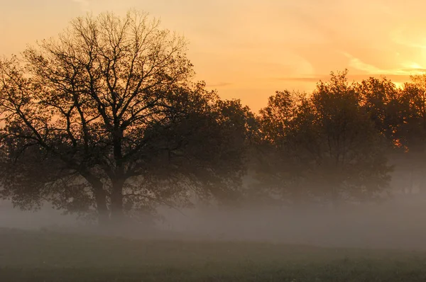 秋の霧、森の日の出 — ストック写真