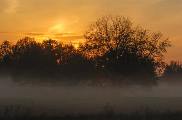 Herbstnebel, Sonnenaufgang im Wald — Stockfoto