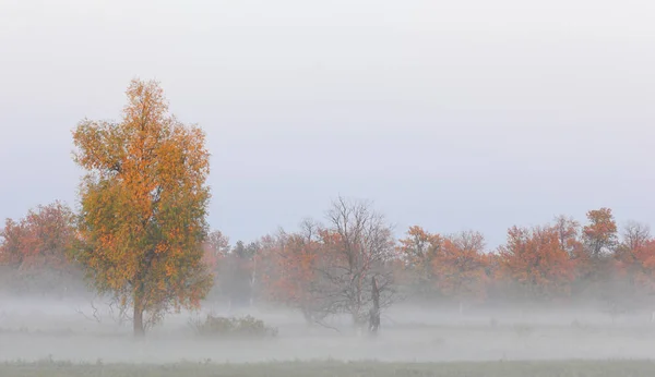 Herfst mist, zonsopgang in het bos — Stockfoto