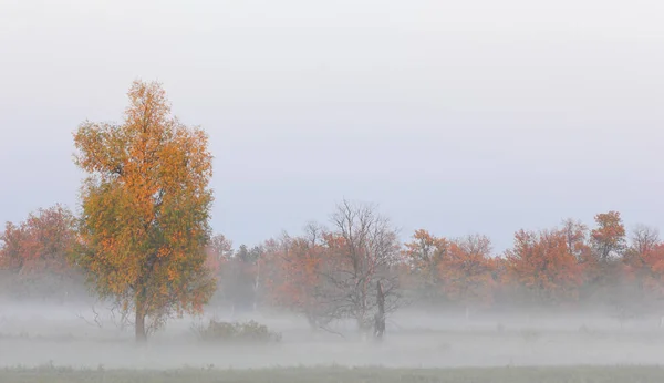 Autumn fog, sunrise in the forest — Stock Photo, Image