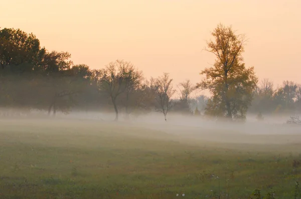 Nebbia autunnale, alba nella foresta — Foto Stock