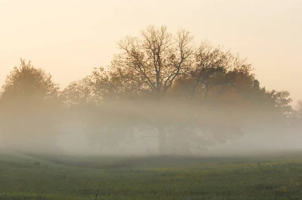 Nebbia autunnale, alba nella foresta — Foto Stock