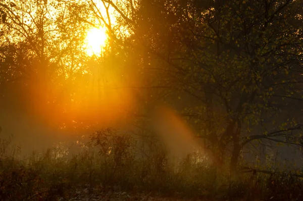 Nevoeiro de outono, nascer do sol na floresta — Fotografia de Stock
