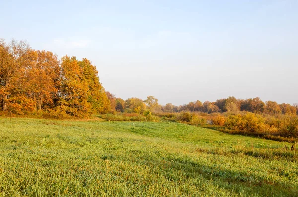 Podzimní dubový porost se zlatými listy — Stock fotografie