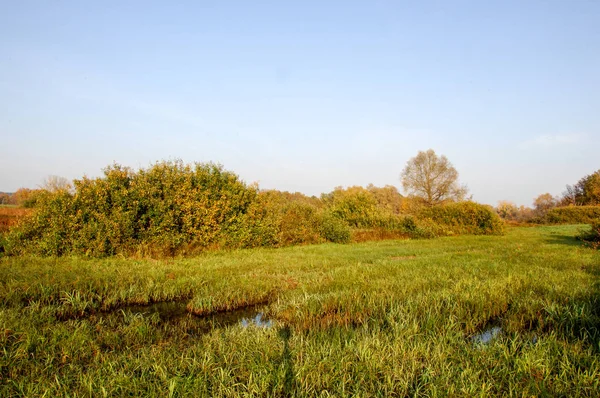 Herbst-Raseneiche steht mit Blattgold — Stockfoto