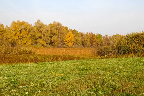 Fall lawn oak stands with gold leaves