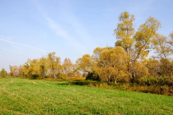 Осенний дуб стоит с золотыми листьями — стоковое фото