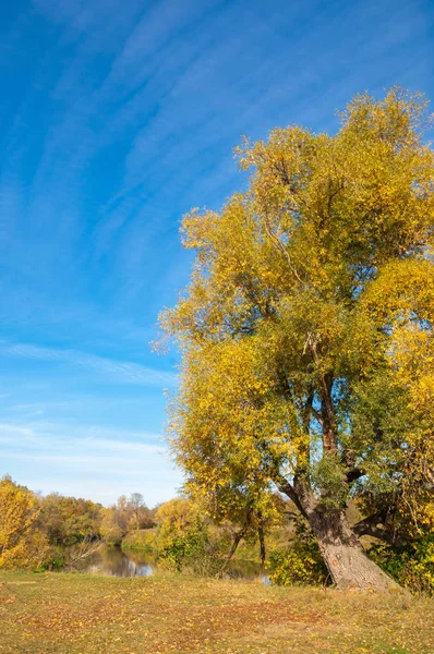 Árvores de outono com folhas amarelas perto do rio — Fotografia de Stock