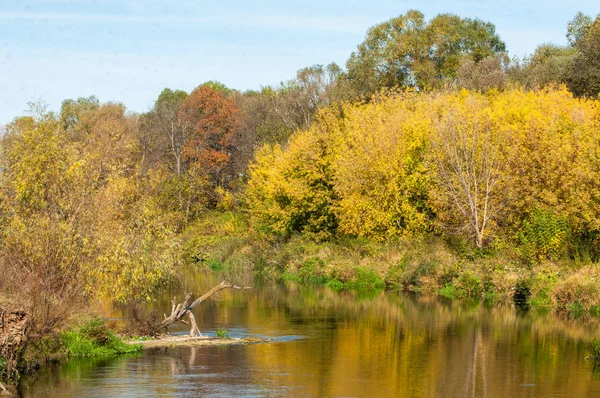 Jesienne drzewa z żółtymi liśćmi w pobliżu rzeki — Zdjęcie stockowe