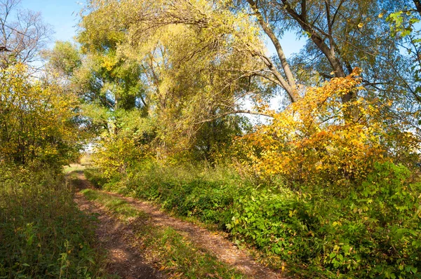 Осенние деревья с желтыми листьями, дорога в осенний лес — стоковое фото