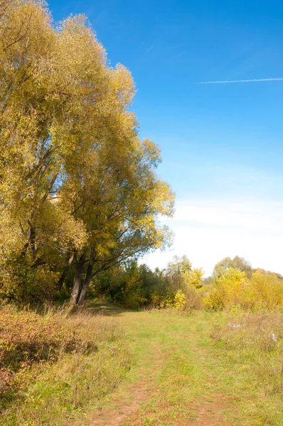 Осенние деревья с желтыми листьями, дорога в осенний лес — стоковое фото