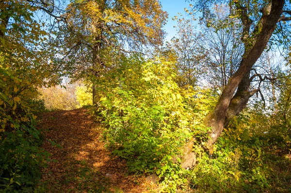 Höstträd med gula löv, vägen i höstskogen — Stockfoto