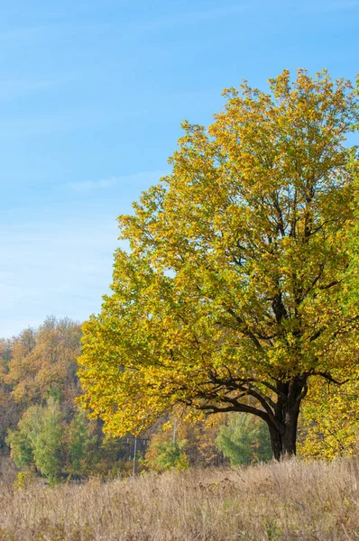 Outono árvores amarelas contrafortes — Fotografia de Stock