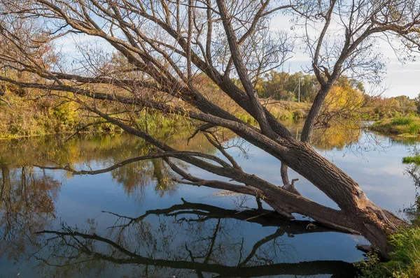 Foglie gialle autunno albero fiume — Foto Stock