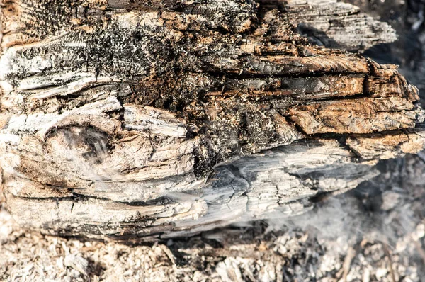Огненное дерево — стоковое фото