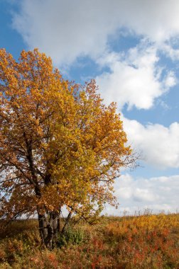 Sonbahar için harika bir zaman
