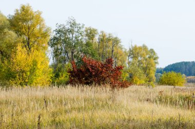 Sonbahar, Güz, yaprak sonbahar, sonbahar yaprak