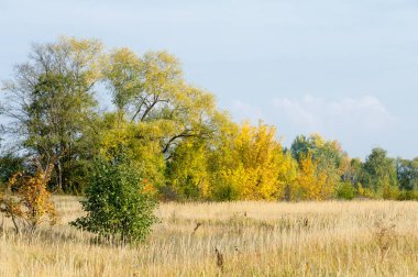 Sonbahar, Güz, yaprak sonbahar, sonbahar yaprak