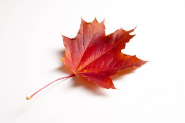 Doku, arka plan. Sonbahar akçaağaç yaprakları. Beyaz bir arka plan üzerinde,