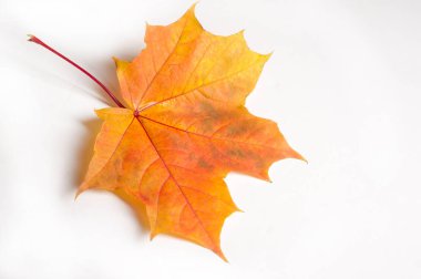 Doku, desen, arka plan. Beyaz bir arka sonbahar akçaağaç yaprağı