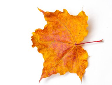 Doku, desen, arka plan. W akçaağaç sonbahar yaprağı Close-Up