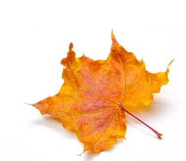 Doku, desen, arka plan. W akçaağaç sonbahar yaprağı Close-Up