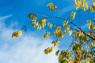 Kuş kirazı, böğürtlen. Sonbahar yaprakları. arka ışık. Birlikte ağaç 