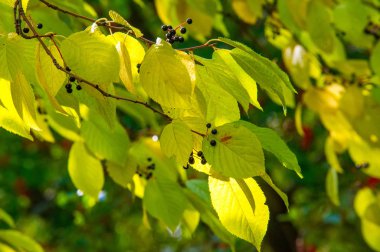 Kuş kirazı, böğürtlen. Sonbahar yaprakları. arka ışık. Birlikte ağaç 