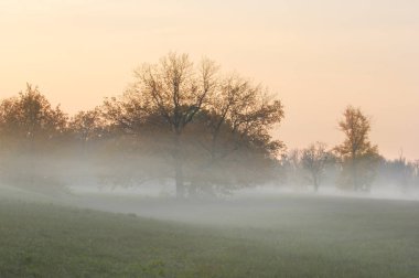 Sonbahar sisi, ormanda gün doğumu.