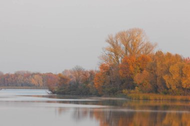 Sonbahar sisi, ormanda gün doğumu.