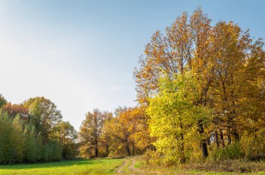 Sonbahar karışık meşe ormanı