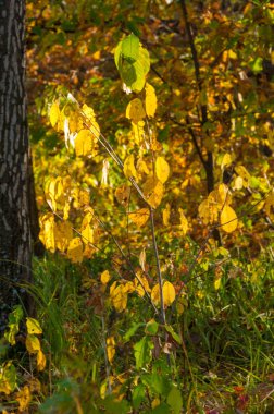 Doku, arka plan. Yapraklar düşer