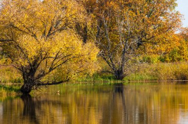 Sonbahar manzarası. Milli parktaki güzel sonbahar ormanı.